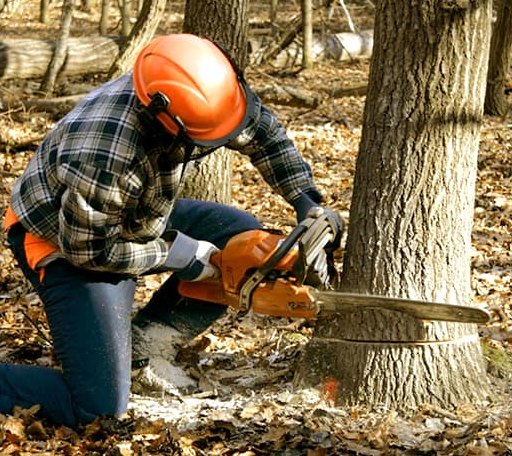Tree Removal in Blaine, KY
